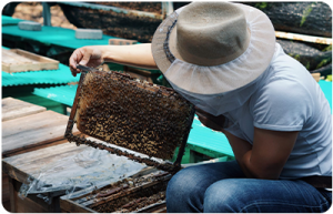 03-Bee Farm Visit.png